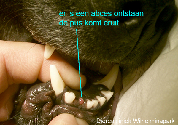 Als je op de plek drukt komt er pus tevoorschijn.
